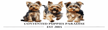 Contented Puppies Paradise | Yorkie Puppies For Sale |