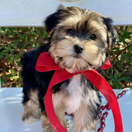 cropped-Pic-for-Home-Page-e1712335136907.jpeg https://www.contentedpuppies.net/wp-content/uploads/2025/09/cropped-Pic-for-Home-Page-e1712335136907.jpeg